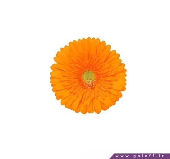 گل ژربرا آمپارو - Gerbera | گل آف